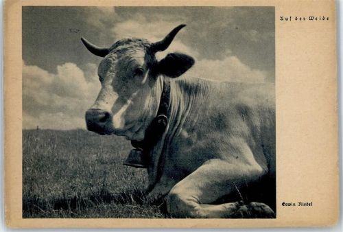 Erwin Riedel , Auf der Weide Fotomontage