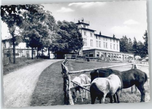 Walkenried Berghotel Stöberhai, Pferd