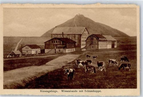 Hirschberg im Riesengebirge Wiesenbaude Kühe Schneekoppe