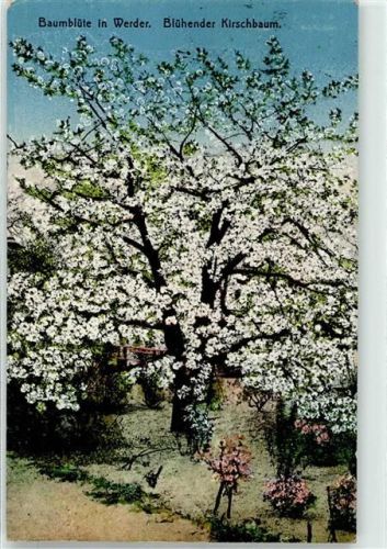 Werder Zur Baumblüte blühender Kirschbaum