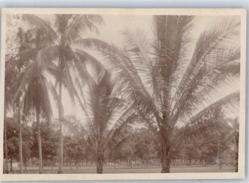 Sumatra Palme Medan