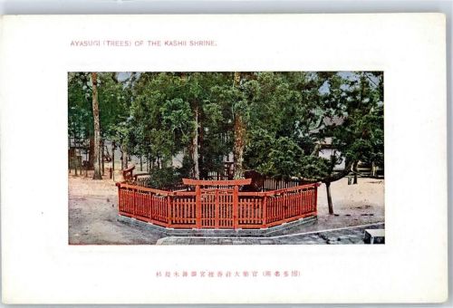 Kashii Shrine Ayasugi Baum