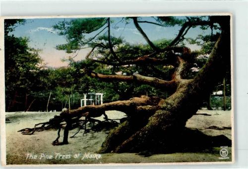 Tokyo Baum Pinie