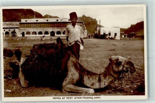 Aden - Camel at Rest after Feelding