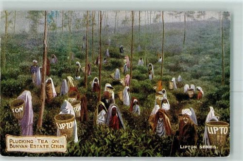 Plucking Tea Bunyan estate Liptopn Series