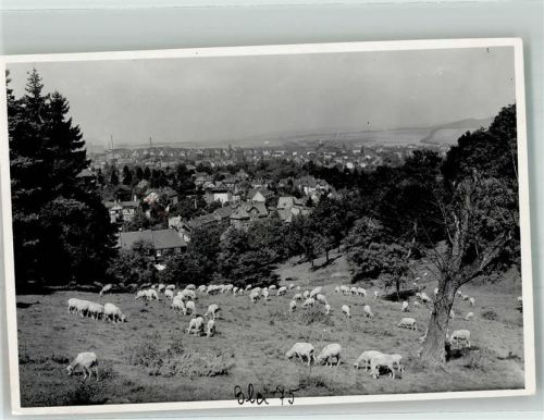 Blankenburg 1943 Weidende Schafe oberhalb der Stadt Foto Original aus Archiv eines Ansichtskartenverlages Ort handschriftlich Zensurstempel