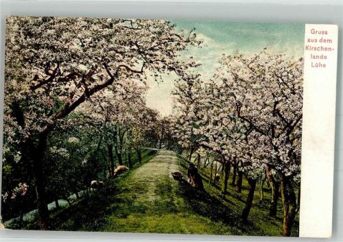 Lühe 1905 Kirschblüte