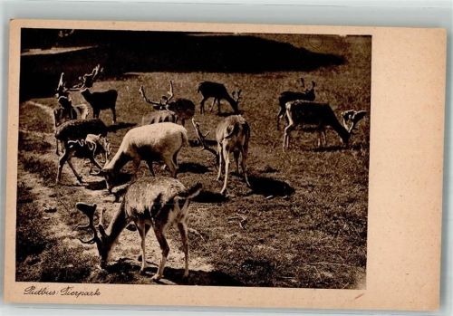 Putbus Tierpark Damwild
