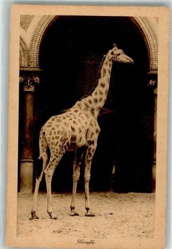 Tiergarten Giraffe
