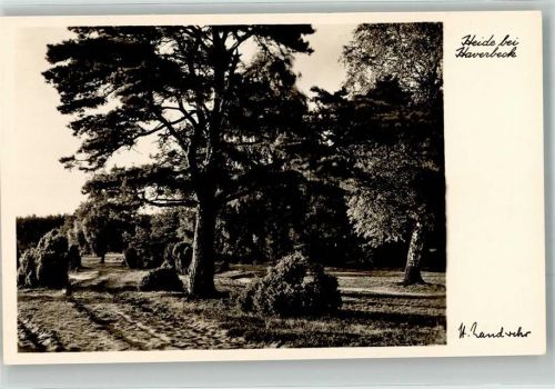 Bispingen Foto Landwehr, H. Lüneburger Heide Haverbeck