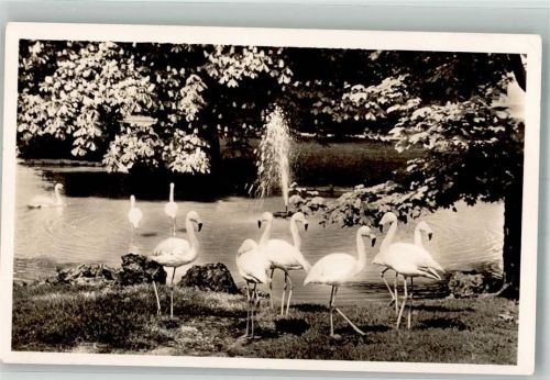 Köln Neustadt-Nord 104 Flamingoweiher