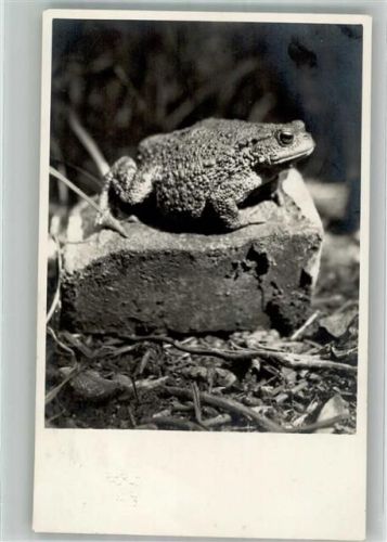 1933 Dicke Kröte auf einem Stein