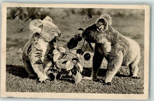 Koala Bären AK Australisches Tier 1933