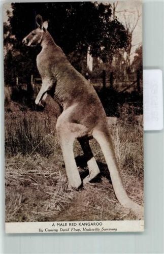 1946 Känguru AK