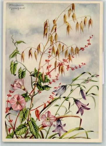 sign. Marianne Schneegans Blumen die Ackerwinde AK