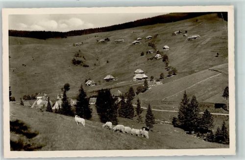 Muggenbrunn Schwarzwald Schafe Schafsherde