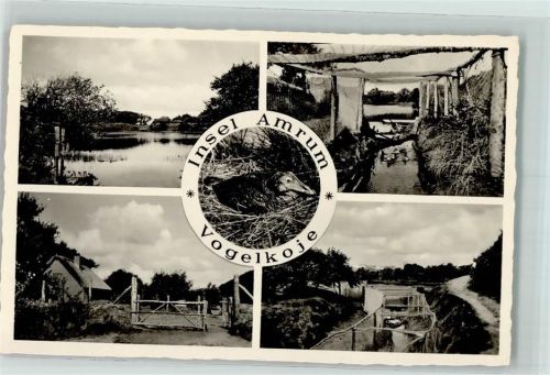 Amrum - Vogelkoje Seevogel