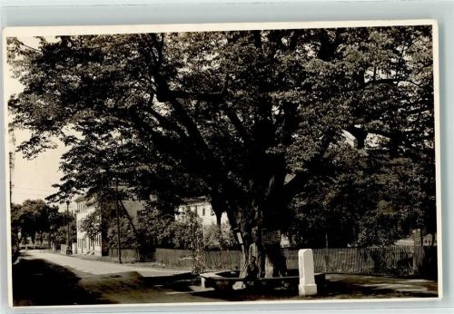 07937 O6571 Langenwolschendorf - alte Dorflinde