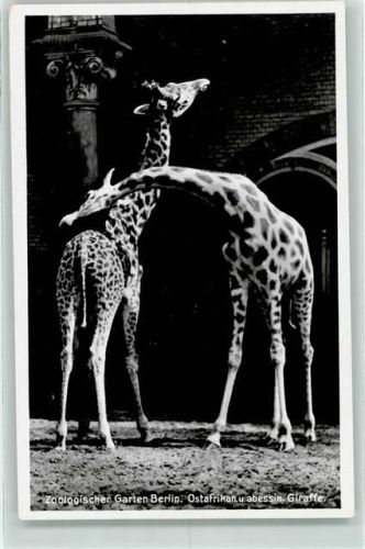 Ostafrikanische Giraffe