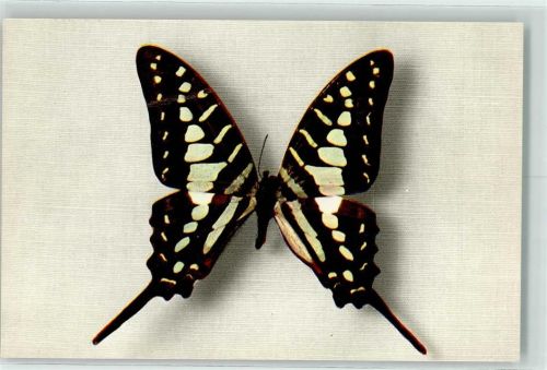Papilio Antheus Afrique Nr. 2