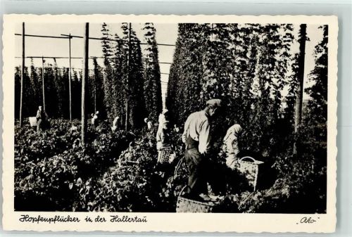 W8309 Au i.d.Hallertau Hopfen Ernte in der Hallertau - Pflücker Erntehelfer Bier 1951 Foto AK