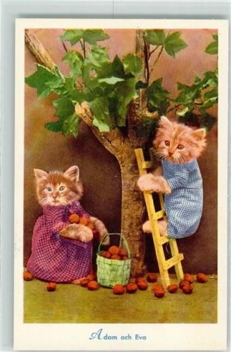 Katzen Adam und Eva