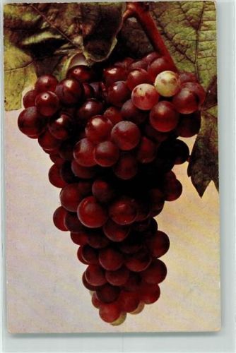 Rote Trauben