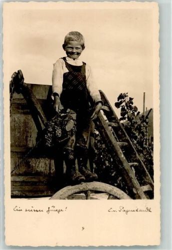 Weinlese Junge Weinberg Trauben