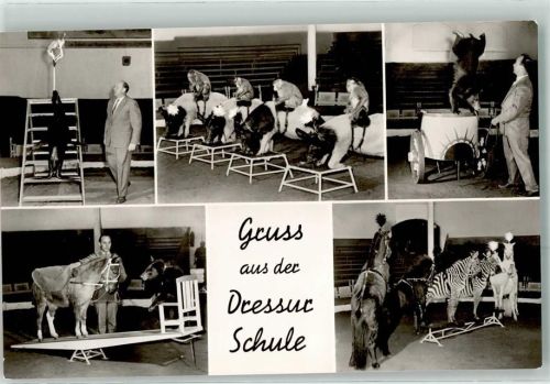 Stellingen Dressur Schule Ponys Zebra Affen Schweine Bär Robbe