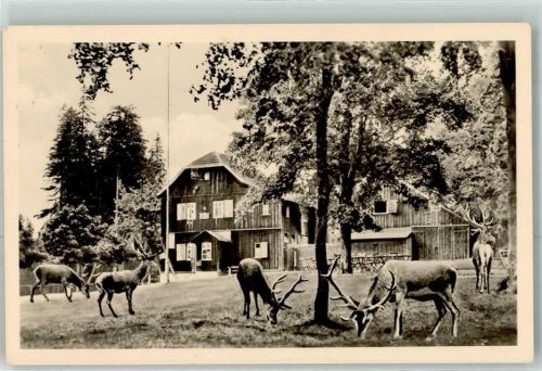 Tambach-Dietharz Gasthaus Nesselberg Rehe und Hirsche