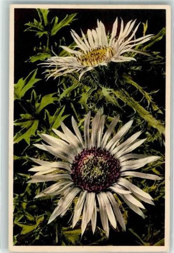 Silberdistel Foto E.Gyger Nr.2216