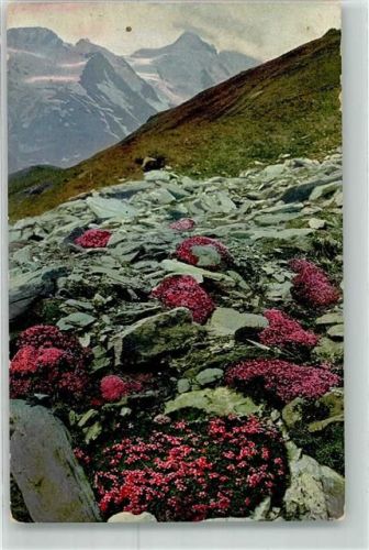 1916 Silene acaulis Photochromie Nenke und Ostermeier Serie 523 Nr.946