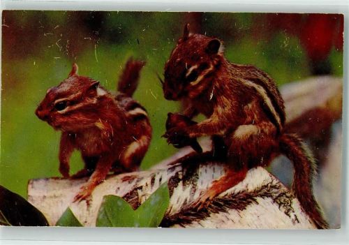 Streifenhörnchen Chipmunks