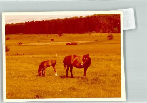 Bellersdorf Ort handschriftlich Pferde Foto Original aus Archiv eines Ansichtskartenverlags