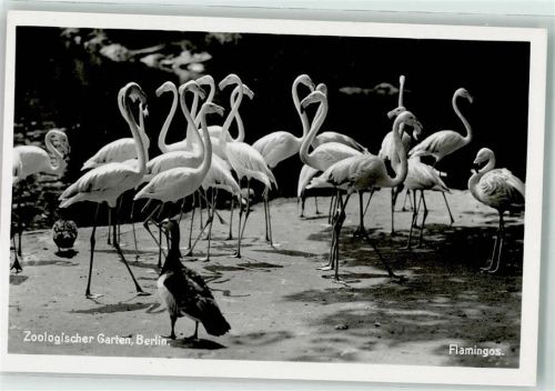 Tiergarten Flamingos