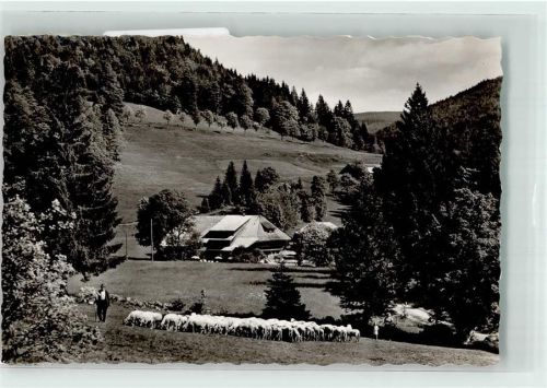 Multen Schafherde vor dem Gasthaus Pension Belchen-Multen