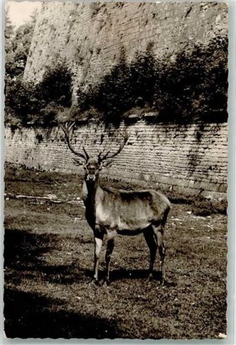 Weißenburg Hirsch Ort handschriftlich Foto Original aus Archiv eines Ansichtskartenverlags