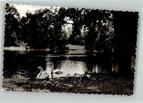 Castrop-Rauxel Stadtgarten Schwan