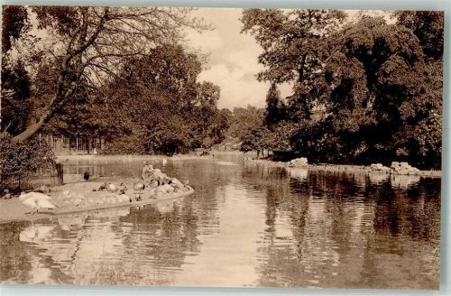 Antwerpen Großer Teich Schwan