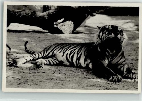 München Foto R. Gries Königstiger Hellabrunn