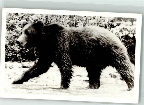 Braunbär of Island