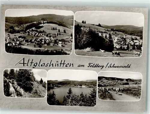Altglashütten Kühe
