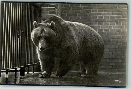 Grizzly NPG 7597/4