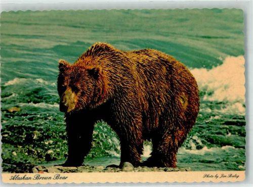 Braunbär Alaska