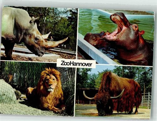 Hannover Nashorn Löwe Flußpferd Yak