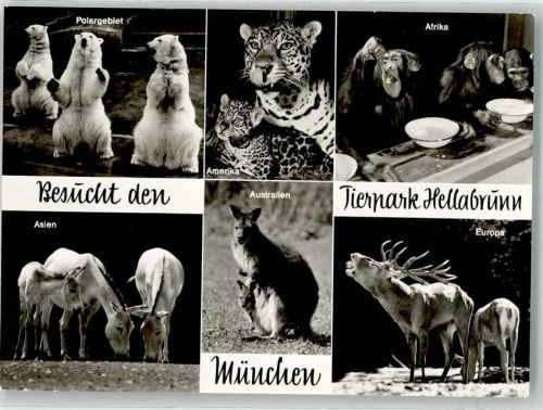 München Hellabrunn Eisbären Schimpasen Puma Hirsch Känguruh