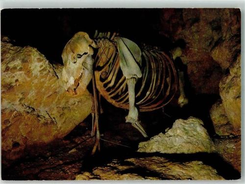 Ahorntal Höhlenbär in der Sophienhöhle Fotograf Heinz