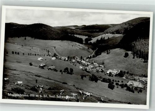 Muggenbrunn Weidende Rinder oberhalb des Ortes