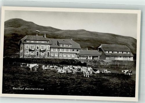 Belchen Weidende Rinder vor dem Hotel Gasthaus Belchenhaus