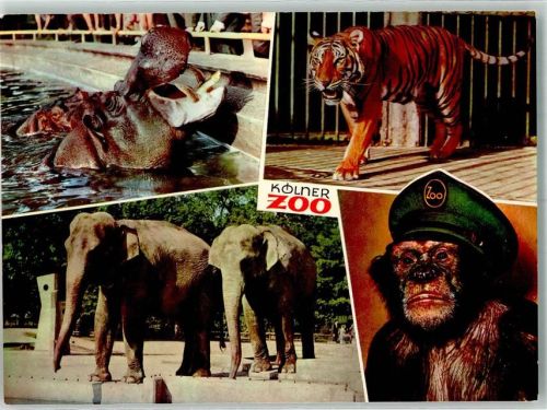 Köln Riehl 503 Kölner Zoo Tiger Elefant Nilpferd Foto Horst Ziethen